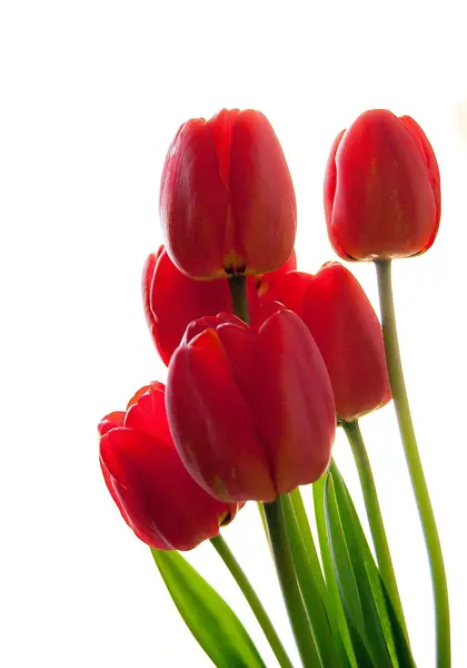 Tulip example, stage: Photo